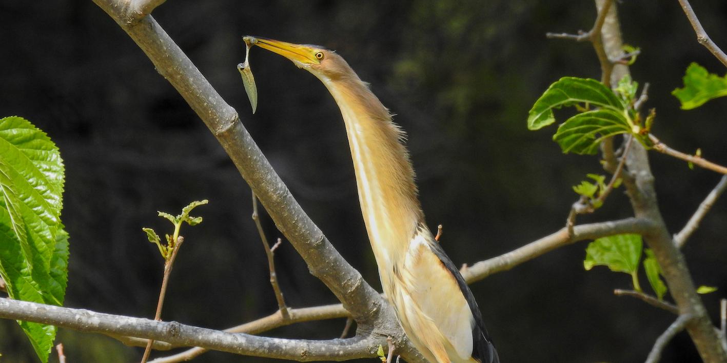 L’exposició fotogràfica ‘Els ocells de Sitges’ posa en valor la importància de preservar les aus i la biodiversitat