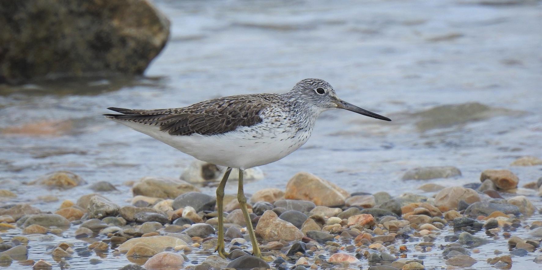 L’exposició fotogràfica ‘Els ocells de Sitges’ posa en valor la importància de preservar les aus i la biodiversitat
