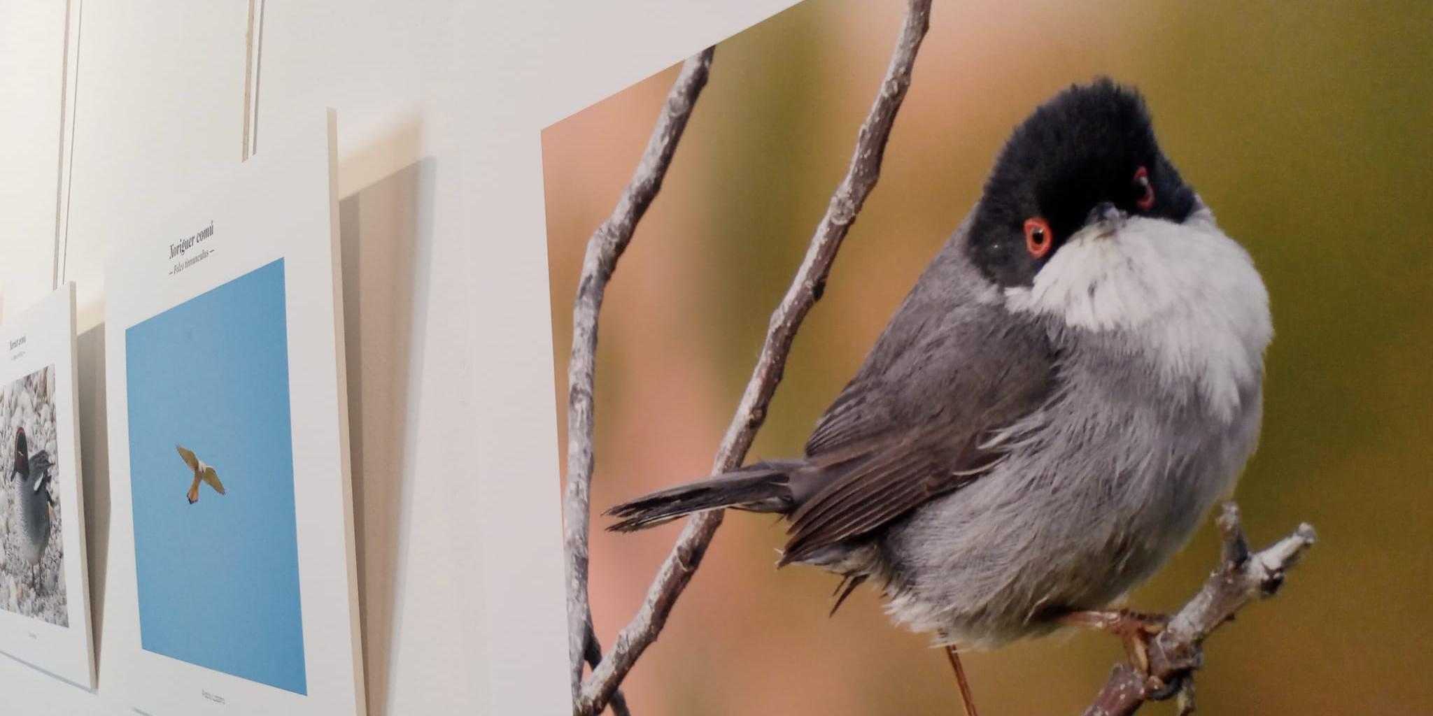 L’exposició fotogràfica ‘Els ocells de Sitges’ posa en valor la importància de preservar les aus i la biodiversitat