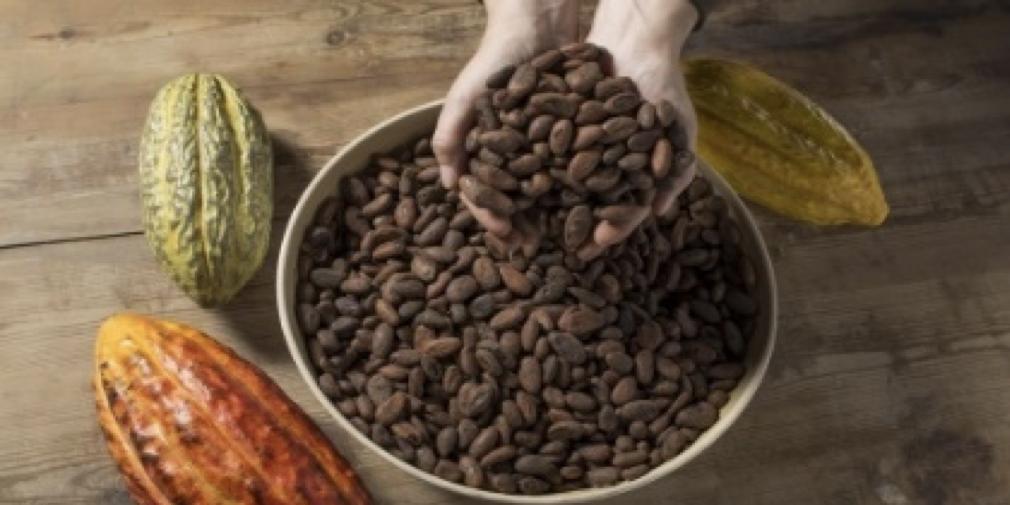 Hora del conte "El viatge del gra de cacau”.  Hora del conte "El viatge del gra de cacau”.